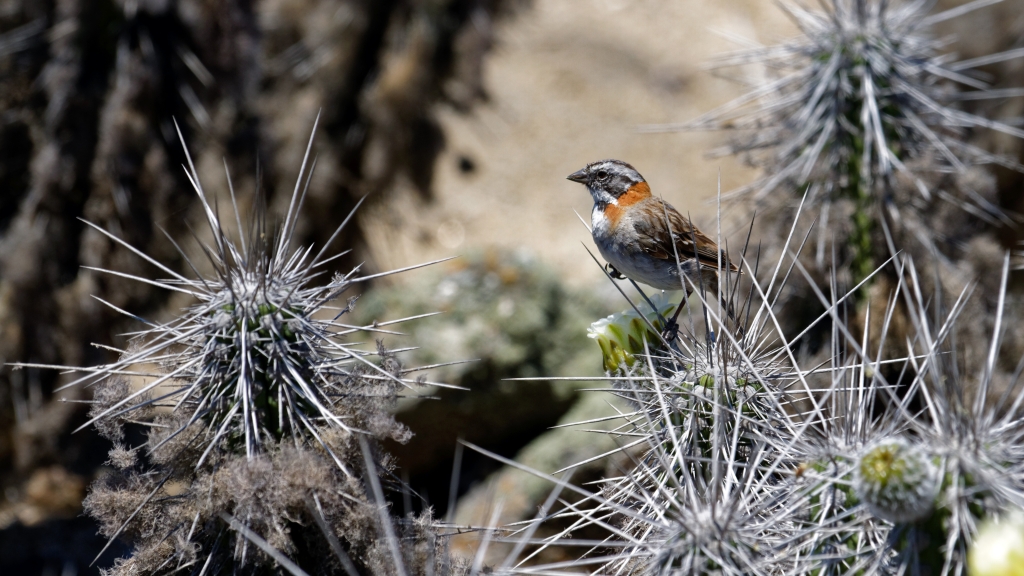 03 - La Serena (6).jpg